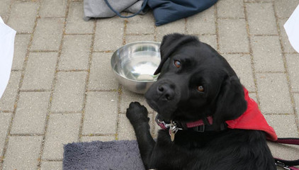 Ein schwarzer Therapiehund blickt in die Kamera am Tag der Begegnungen des Albertinen Hospiz Norderstedt